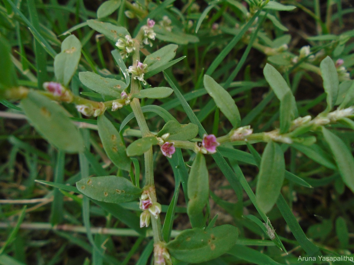 Polygonum plebeium R.Br.